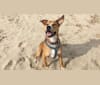 Millie, a Staffordshire Terrier and Labrador Retriever mix tested with EmbarkVet.com