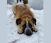 Nova, a Saint Bernard and German Shepherd Dog mix tested with EmbarkVet.com