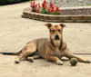 Terry, an American Pit Bull Terrier and Australian Cattle Dog mix tested with EmbarkVet.com