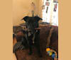 Bodie, an Australian Cattle Dog and Labrador Retriever mix tested with EmbarkVet.com