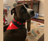 Jax, an American Bulldog and Labrador Retriever mix tested with EmbarkVet.com