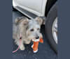 Photo of Gus, a Miniature Schnauzer, Chihuahua, Poodle (Small), Chow Chow, and Miniature Pinscher mix in California, USA