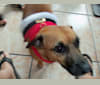 Photo of Pipi, a Russell-type Terrier, Chihuahua, and Border Terrier mix in Hialeah, Florida, USA