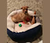 Ira, a German Shepherd Dog and Chow Chow mix tested with EmbarkVet.com