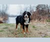 Rizzo, a Bernese Mountain Dog tested with EmbarkVet.com