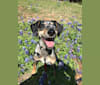 Reece, a Catahoula Leopard Dog and Border Collie mix tested with EmbarkVet.com