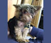 Jake, a Yorkshire Terrier tested with EmbarkVet.com