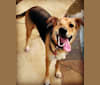 Fetty, a German Shepherd Dog and American Pit Bull Terrier mix tested with EmbarkVet.com