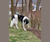 Isabel, a Pyrenean Mastiff tested with EmbarkVet.com