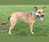 Cora Potter, a Staffordshire Terrier and German Shepherd Dog mix tested with EmbarkVet.com