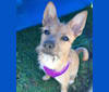 Photo of Kaya, a Chihuahua, Yorkshire Terrier, and Bichon Frise mix in Toledo, Ohio, USA