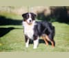 Catalina, an Australian Shepherd tested with EmbarkVet.com