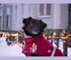 Lulu, an Eastern European Village Dog and Pekingese mix tested with EmbarkVet.com
