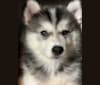 Dharma, an American Eskimo Dog and Siberian Husky mix tested with EmbarkVet.com