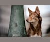 Vincent, a German Shepherd Dog and Siberian Husky mix tested with EmbarkVet.com