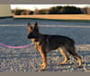 Brandi, a German Shepherd Dog tested with EmbarkVet.com