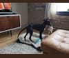 Mack, a German Shepherd Dog and Greyhound mix tested with EmbarkVet.com