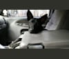 Jessie dog, a German Shepherd Dog and Labrador Retriever mix tested with EmbarkVet.com