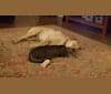 Bindi, a Labrador Retriever and Chow Chow mix tested with EmbarkVet.com