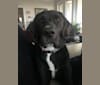 Stokes, an American English Coonhound and Labrador Retriever mix tested with EmbarkVet.com