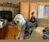 Photo of Levy, an Old English Sheepdog  in Solon, Maine, USA