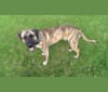 Photo of Murdock, an American Bulldog, Shetland Sheepdog, Bluetick Coonhound, Labrador Retriever, and Mixed mix in Windsor, Ontario, Canada
