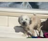 Berkley, a Soft Coated Wheaten Terrier tested with EmbarkVet.com