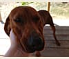 Photo of PR MCR Clementine Rose, a Redbone Coonhound 