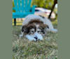 Zoey, a Border Collie and Maremma Sheepdog mix tested with EmbarkVet.com