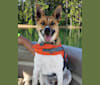 Jax, a German Shepherd Dog and Chihuahua mix tested with EmbarkVet.com