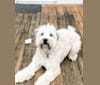 Tally, a Soft Coated Wheaten Terrier tested with EmbarkVet.com