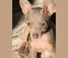 Roo, a Miniature Pinscher tested with EmbarkVet.com