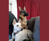 Astrid, an Australian Shepherd and German Shepherd Dog mix tested with EmbarkVet.com