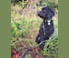 Louie, a Goldendoodle tested with EmbarkVet.com