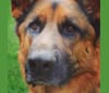Dodge, a German Shepherd Dog tested with EmbarkVet.com