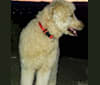 Bo, a Poodle (Standard) and German Shepherd Dog mix tested with EmbarkVet.com