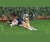 Photo of Jäger, a German Shepherd Dog and Boxer mix in Santa Clarita, California, USA
