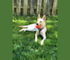 Tally, a German Shepherd Dog and Belgian Malinois mix tested with EmbarkVet.com