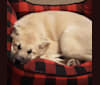 Wendaline, a Siberian Husky and Pomeranian mix tested with EmbarkVet.com