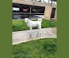 Cody, a Labrador Retriever and Pungsan mix tested with EmbarkVet.com