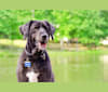 Reagan, a Golden Retriever and German Shepherd Dog mix tested with EmbarkVet.com
