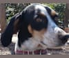 Stella, an American English Coonhound tested with EmbarkVet.com