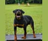 Sirius, a Rottweiler tested with EmbarkVet.com