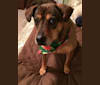 Zoey, a Chinese Shar-Pei and Dachshund mix tested with EmbarkVet.com