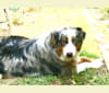Bella, an Australian Shepherd tested with EmbarkVet.com