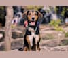 Lilly, a Treeing Walker Coonhound and Beagle mix tested with EmbarkVet.com
