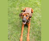 Baxter, a Treeing Walker Coonhound and Chow Chow mix tested with EmbarkVet.com
