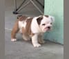 Photo of Kaijū, a Bulldog  in Ocala, FL, USA