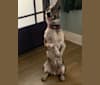 koda, an Australian Cattle Dog and Boston Terrier mix tested with EmbarkVet.com