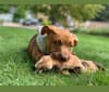 Fezzik, an American Pit Bull Terrier and Miniature/MAS-type Australian Shepherd mix tested with EmbarkVet.com